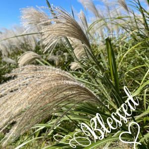 Meet your Posher, Suzanne